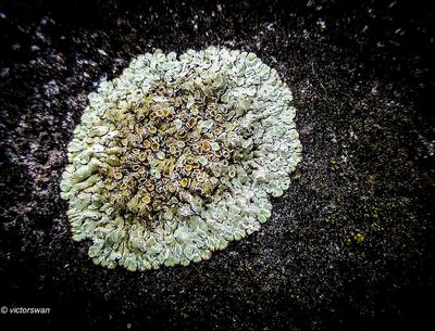 Muurschotelkorst - Lecanora muralis.JPG