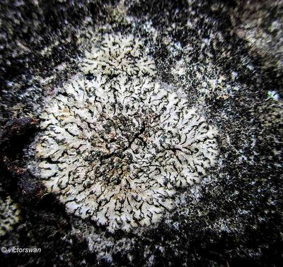 Rondschaduwmos - Phaeophyscia orbicularis.JPG