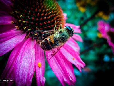 Blinde bij - Eristalis tenax.JPG