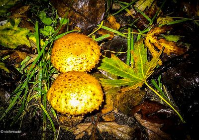 Schubbige bundelzwam - Pholiota squarrosa.JPG