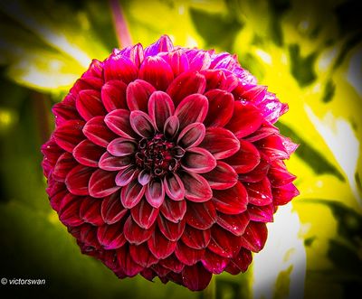 Dahlia-Black Satin.JPG
