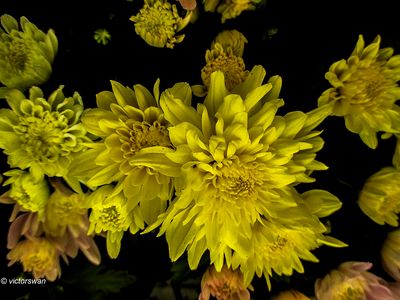 Chrysanten.JPG