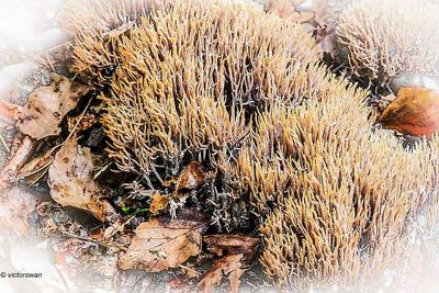Sparrenveertje - Pterula multifida.JPG