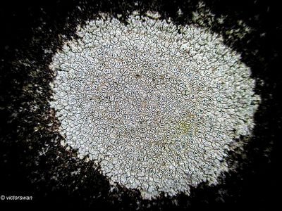 Plat dambordje - Circinaria calcarea .JPG