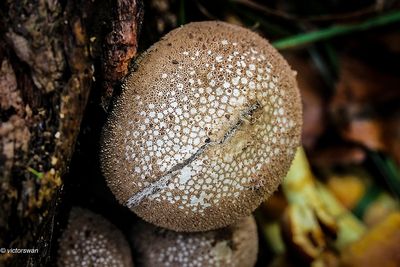 Parelstuifzwam - Lycoperdon perlatum.JPG