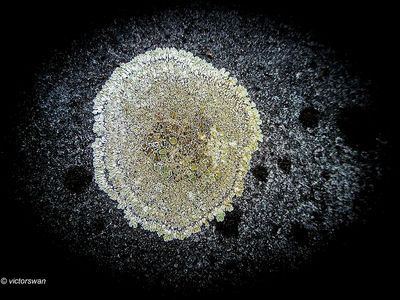 Muurschotelkorst - Lecanora muralis.JPG