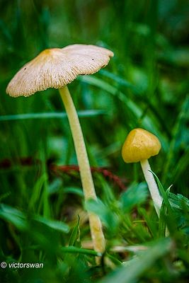 Dooiergeel mestzwammetje - Bolbitius vitellinus.JPG