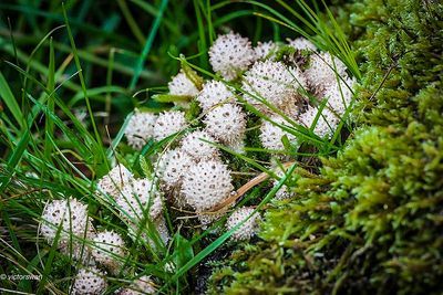 Parelstuifzwam - Lycoperdon perlatum.JPG