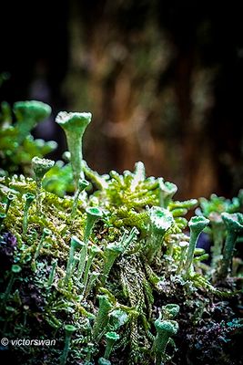 Kopjes-bekermos - Cladonia fimbriata.JPG