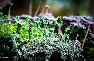 Kopjes-bekermos - Cladonia fimbriata.JPG