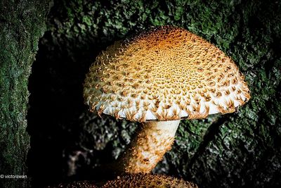Schubbige bundelzwam - Pholiota squarrosa.JPG