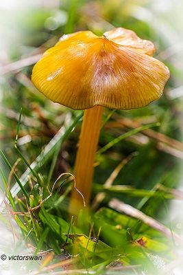 Puntmutswasplaat - Hygrocybe acutoconica.JPG