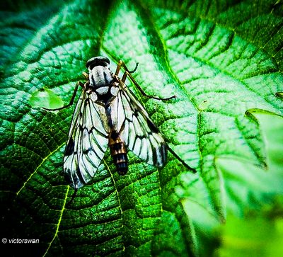 Gewone snipvlieg - Rhagio scolopaceus.JPG