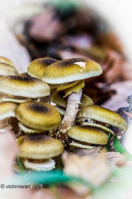 Echte Honingzwam - Armillaria mellea.JPG