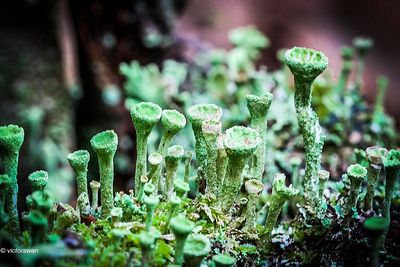 Kopjes-bekermos - Cladonia fimbriata.JPG