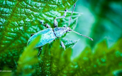 Groene bladsnuitkever - Phyllobius pomaceus.JPG