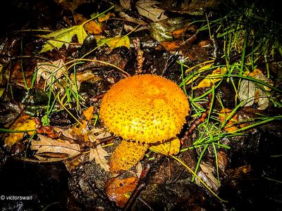 Schubbige bundelzwam - Pholiota squarrosa.JPG