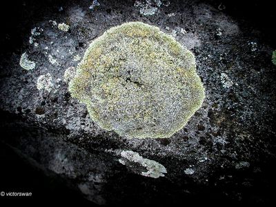 Muurschotelkorst - Lecanora muralis.JPG
