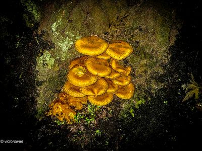 Prachtvlamhoed - Gymnopilus junonius.JPG