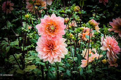Dahlia-Yvonne.JPG