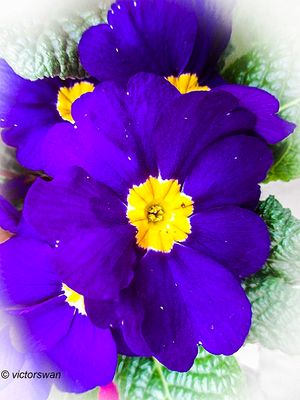 Primula.JPG