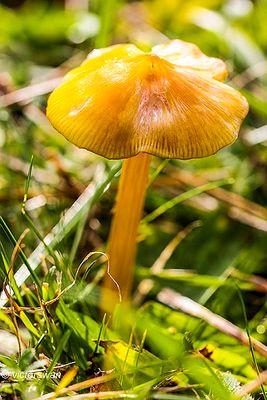 Puntmutswasplaat - Hygrocybe acutoconica.JPG