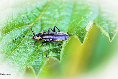 Cantharis obscuraparadoxa.JPG