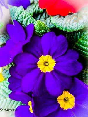 Primula.JPG