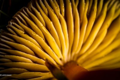 Puntmutswasplaat - Hygrocybe acutoconica.JPG