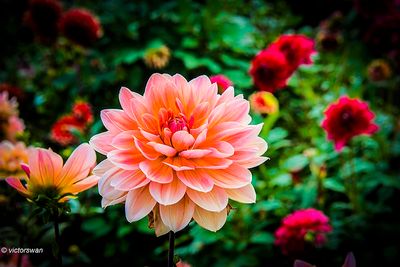 Dahlia-Yvonne.JPG