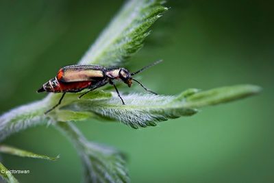 Roodtip Basterdweekschild - Malachius bipustulatus.JPG