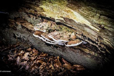 Dikrandtonderzwam - Ganoderma adspersum.JPG