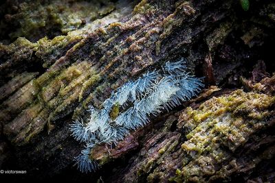 Gewoon ijsvingertje - Ceratiomyxa fruticulosa.JPG