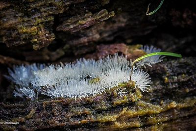 Gewoon ijsvingertje - Ceratiomyxa fruticulosa.JPG
