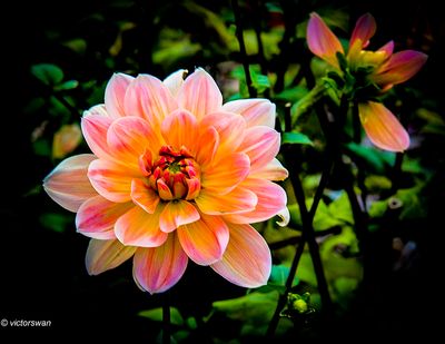 Dahlia-Yvonne.JPG