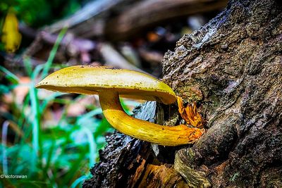 Goudvliesbundelzwam - Pholiota Adiposa.JPG