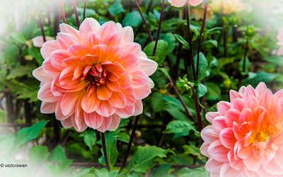 Dahlia-Yvonne.JPG