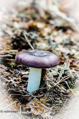 Papilrussula - Russula caerulea.JPG