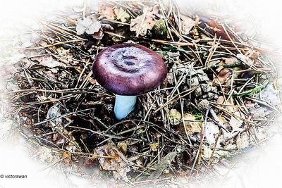 Papilrussula - Russula caerulea.JPG