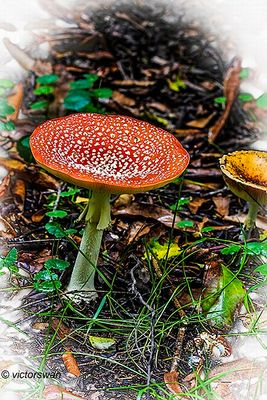 Vliegenzwam - Amanita muscaria.JPG