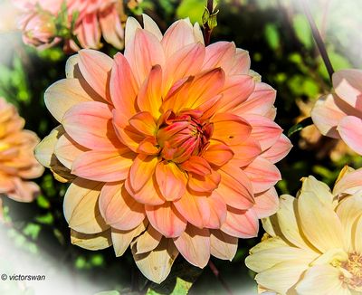 Dahlia-Yvonne.JPG