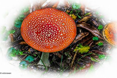 Vliegenzwam - Amanita muscaria.JPG