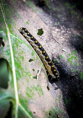 Tenthredo mandibularis.jpg