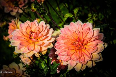 Dahlia-Yvonne.JPG