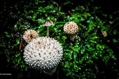 Parelstuifzwam - Lycoperdon perlatum.JPG