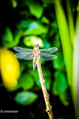 Viervlek - Libellula quadrimaculata.JPG