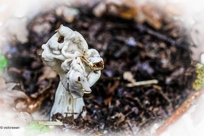 Witte kluifzwam - Helvella crispa.JPG