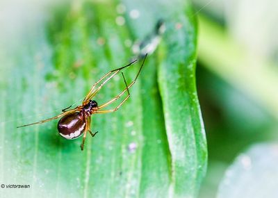 Tuinhangmatspin - Linyphia hortensis.JPG