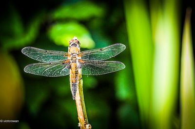 Viervlek - Libellula quadrimaculata.JPG