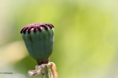 Klaproos - Papaver rhoas.JPG